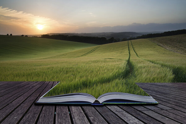 Creative concept pages of book Beautiful Summer landscape of field of growing wheat crop during sunset