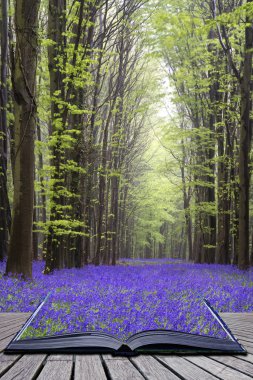 creatief concept pagina's van boek levendige bluebell tapijt lente fo