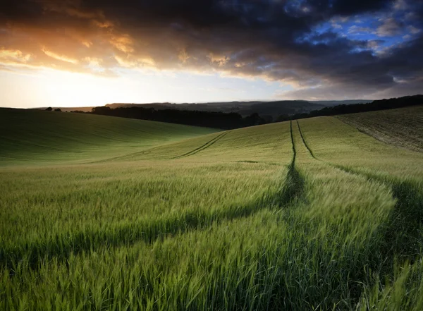 Paisaje de verano imagen de campo de trigo al atardecer con l hermosa — Foto de Stock