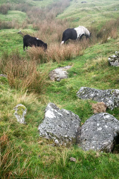 Paysage sur le parc national Dartmoor à l'automne avec des rochers et f — Photo