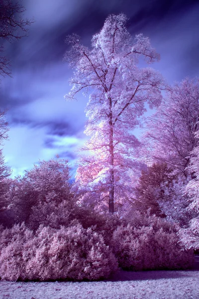 Prachtige landschap afbeelding van de valse kleuren infrarood bos — Stockfoto