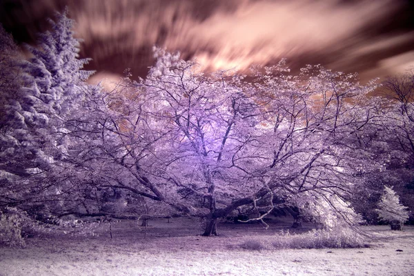 Impresionante imagen de paisaje de bosque infrarrojo de color falso — Foto de Stock
