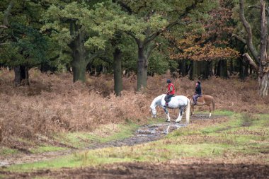 Unidentified horse riders during Autumn in forest landscape clipart