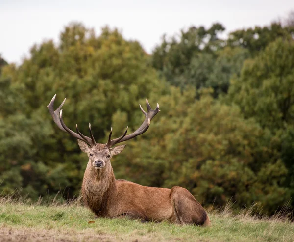 Rothirsch während der Brunftzeit im Herbst — Stockfoto