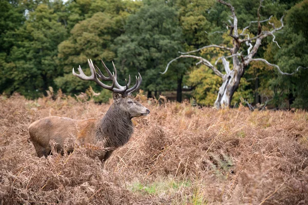 Red deer stag during rutting season in Autumn — Stock Photo, Image