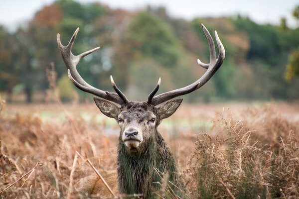 Red deer stag during rutting season.