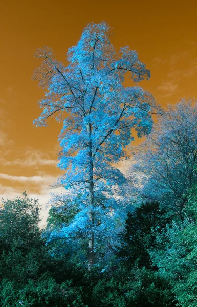 특이 한 가짜 색깔 의나무와 하늘 풍경을 보기 힘든 광경 — 스톡 사진