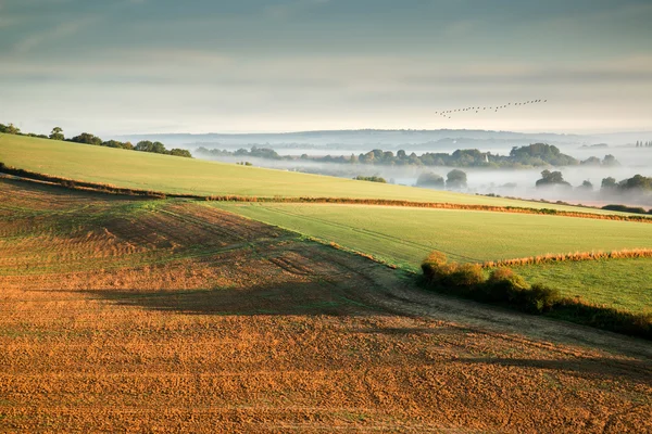 Layers of fog over Autumn agricultural landscape — Stock Photo, Image