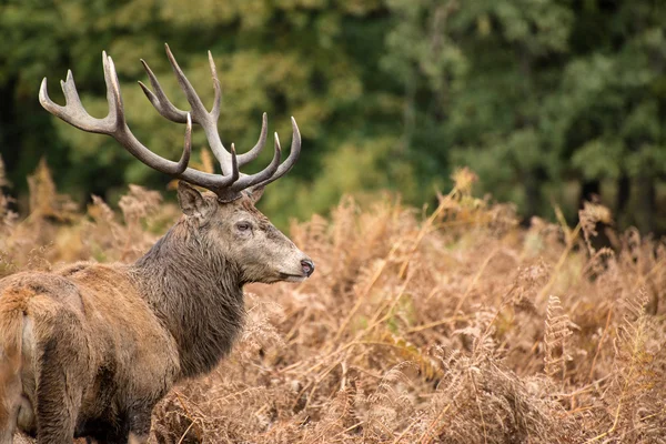 Kronhjort stag under spårbildning säsongen i höst — Stockfoto