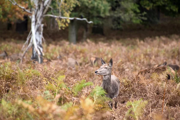 Red deer doe in rutting season during Autumn — Stock Photo, Image