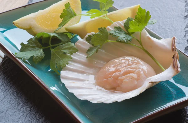 In shell fresh scallop with lemon and parsley garnish — Stock Photo, Image