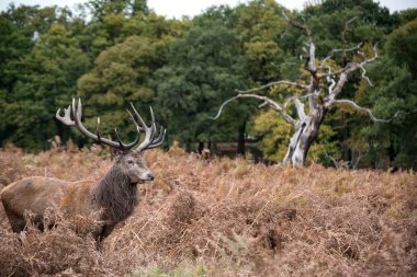 Güz mevsiminde azgın Kızıl geyik geyik