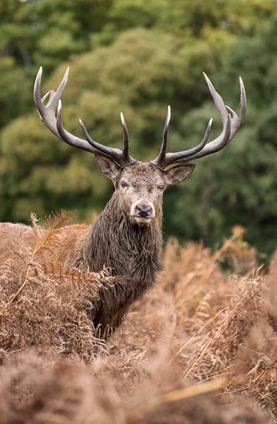 Kronhjort stag under spårbildning säsongen i höst — Stockfoto