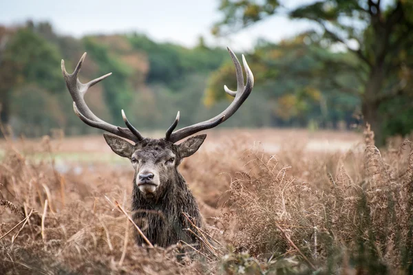 Red deer stag during rutting season in Autumn — Stock Photo, Image
