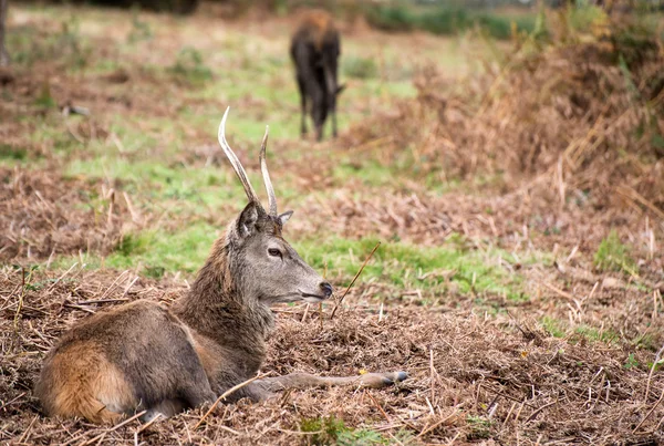 Veado vermelho durante a época de rutting no outono — Fotografia de Stock