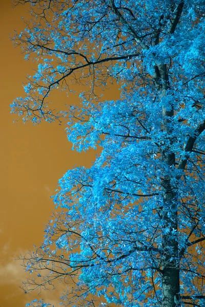 Impressionante árvore de cor falsa incomum e paisagem céu — Fotografia de Stock
