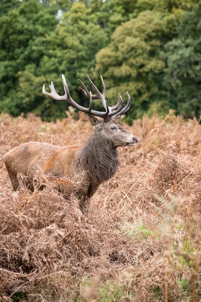 Red deer hert tijdens bronsttijd in de herfst — Stockfoto