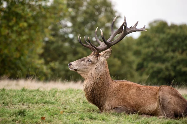 Red deer hert tijdens bronsttijd in de herfst — Stockfoto