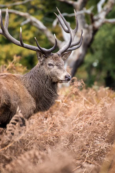 Ciervo rojo ciervo durante la temporada de celo en otoño — Foto de Stock