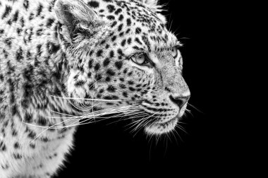 amur leoparı siyah beyaz portre