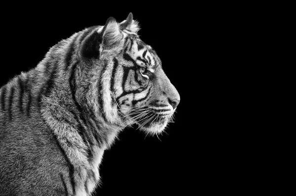 Portrait of Sumatran tiger in black and white — Stock Photo, Image