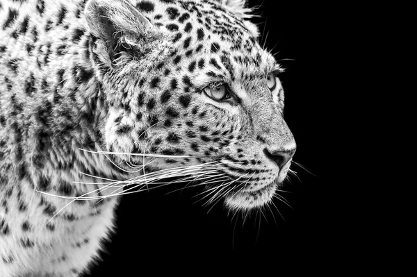 Portret amur leopard w czerni i bieli — Zdjęcie stockowe
