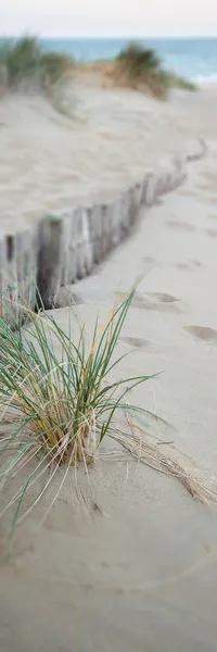 Vertical Panorama paisaje de sistema de dunas de arena en la playa al sol —  Fotos de Stock