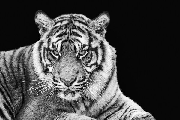 Portrait of Sumatran tiger in black and white