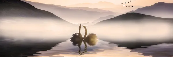 Beautiful romantic image of swans on misty lake with mountains i — Stock Photo, Image