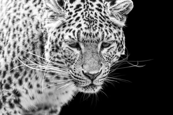 Portrait of Amur Leopard in black and white — Stock Photo, Image