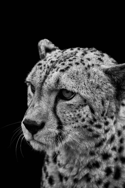 Cheetah siyah beyaz portre — Stok fotoğraf
