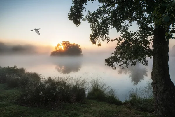 Beautiful Autumnal landscape image of birds flying over misty la — Stock Photo, Image