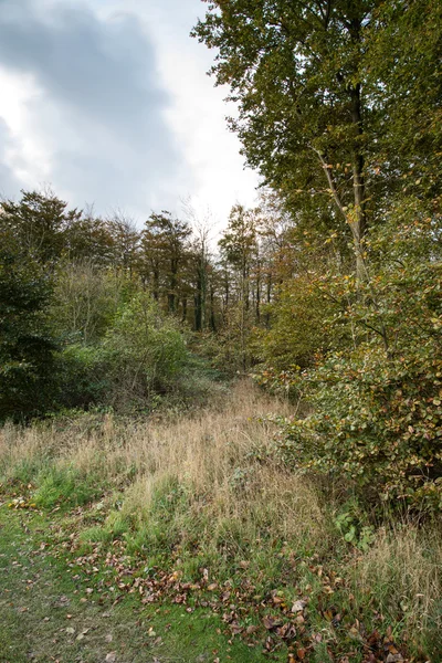 Schöner Herbstwald und Felder bei Sonnenaufgang — Stockfoto