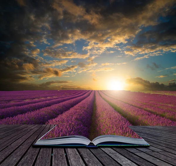 Concepto de libro Vibrante puesta de sol de verano sobre el paisaje del campo de lavanda — Foto de Stock