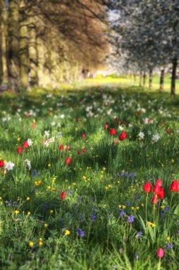 İlkbahar Yaz çayır s ile benekli güneş ışığı peyzaj çiçek