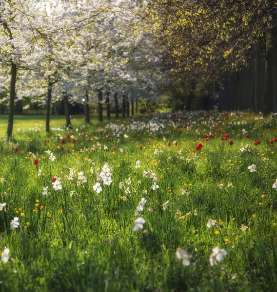 Frühling Sommer Blumen Wiesenlandschaft im gefleckten Sonnenlicht — Stockfoto