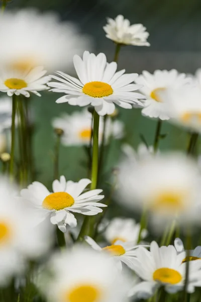 Close up image of wild daisy flowers in wildflower meadow landsc — Stock Photo, Image