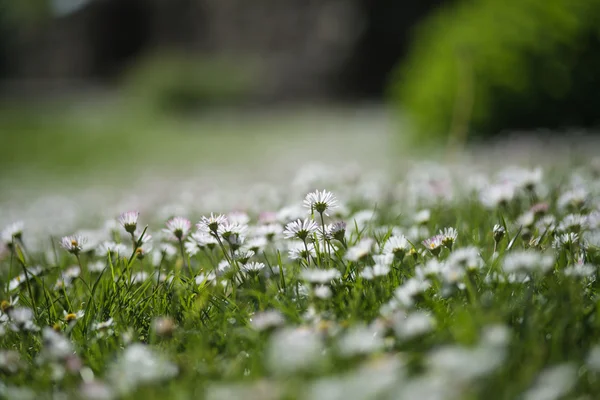 ワイルドフラワー草原風景の野生のデイジーの花の画像を閉じる — ストック写真