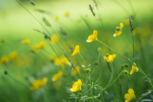 Κοντινό πλάνο εικόνα του ζωντανή buttercups στο διαμορφωμένο λιβαδιού wildflower — Φωτογραφία Αρχείου