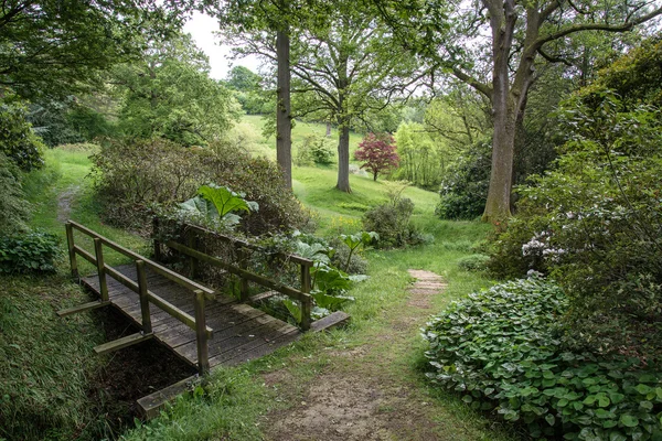 Landschaft Bild der schönen lebendigen üppig grünen Wald Wald — Stockfoto