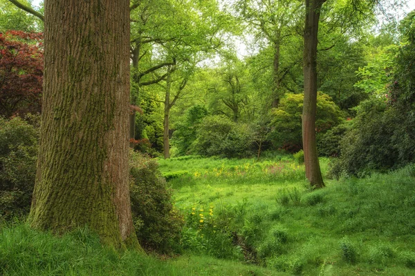 Güzel canlı gür yeşil orman ormanlık peyzaj görüntüsü — Stok fotoğraf