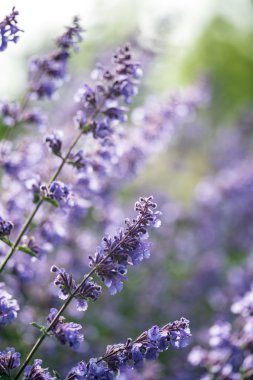 Close up image of wild lavender plant landscape with shallow dep clipart