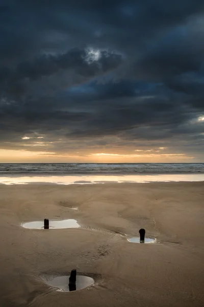 Пейзаж со старыми пайнами, выступающими из песка на заливе Розилли — стоковое фото