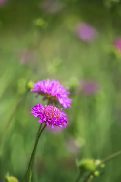 Pradera de flores silvestres primer plano paisaje en verano — Foto de Stock