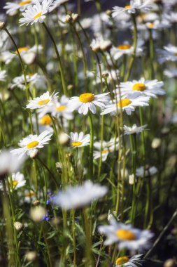 görüntü yabani papatya çiçekler kır çiçeği çayır landsc kadar yakın