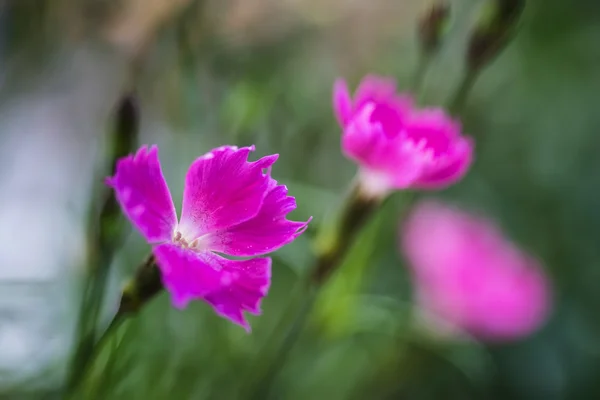 活気に満ちたピンクかおり境界線の植物のクローズ アップ — ストック写真