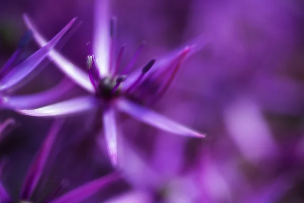 Konstnärlig effekt filtrera vackra lila blommor abstrakt — Stockfoto