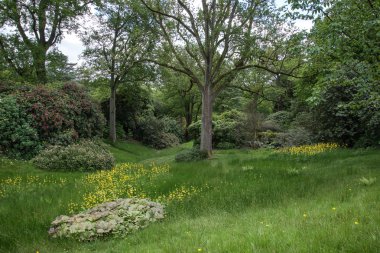 güzel canlı gür yeşil orman ormanlık peyzaj görüntüsü 