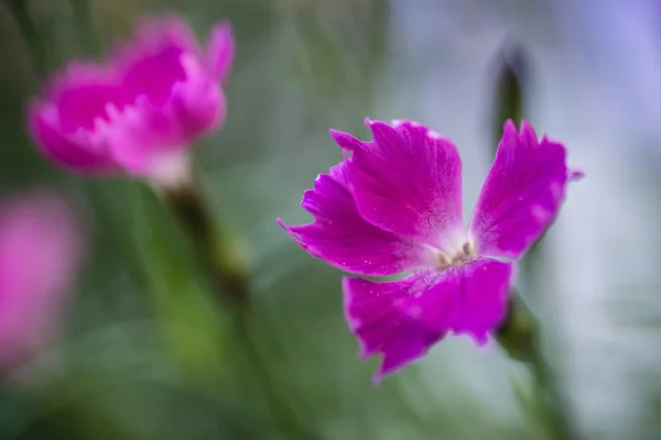 Close up of vibrant pink kaori border plant — Stock Photo, Image