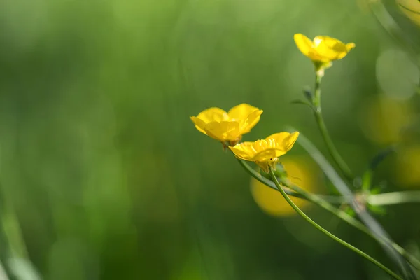 야생화 풀밭 landsc 활기찬 buttercups의 이미지를 닫습니다 — 스톡 사진